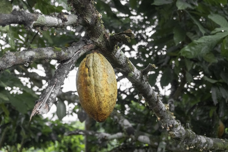 Cacao