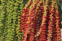 Colombia Busca Ingresar al Consejo de Productores de Aceite de Palma