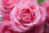 La Importancia del TLC con Reino Unido para las Flores Colombianas