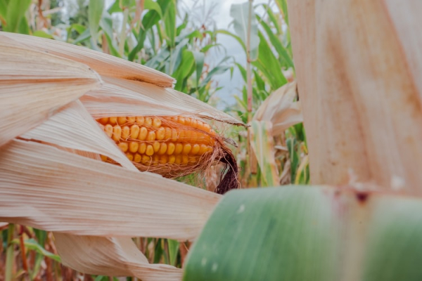 Expectativas de Recuperaci&oacute;n en los Precios del Ma&iacute;z y la Soya