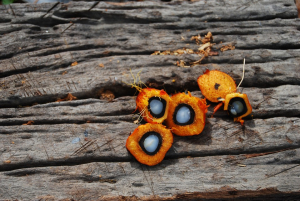 Colombia es el Principal Productor de Palma de Aceite de la Regi&oacute;n