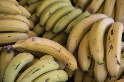 Fusarium Amenaza para la Industria Bananera