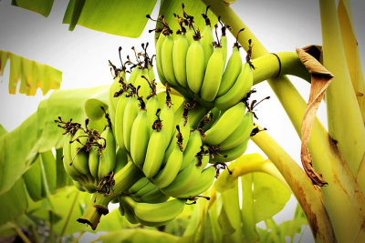 Sector Bananero Espera Mantener las Exportaciones Pese a la Crisis