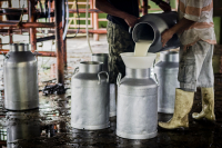 Más de 100.000 Litros de Leche Diarios se Están Dejando de Recoger el Cundinamarca