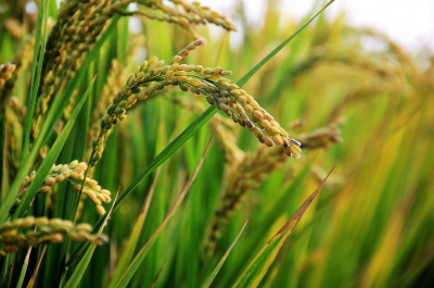 Producción de Arroz Creció 15.6% en el Primer Semestre