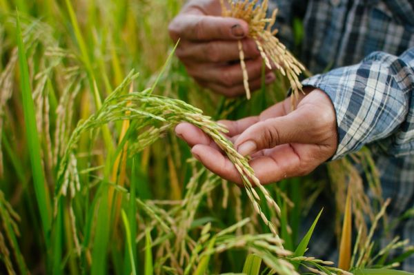 Producción Nacional de Arroz Abastece el 93% del Mercado Local