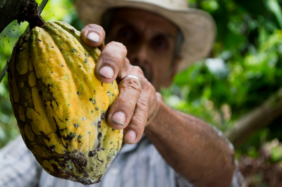 Colombia Podría ser Parte de la Organización Internacional del Cacao