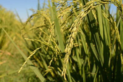 ICA Autoriza Cultivo de Arroz Modificado Genéticamente